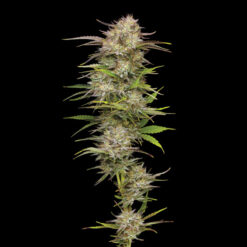 California Haze 3 u. fem Humbold Seeds Company