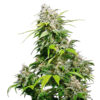 California Indica fem. Sensi Seeds