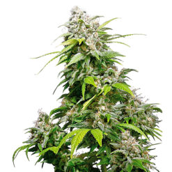 California Indica fem. Sensi Seeds