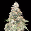 California Kush Fast fem. 00 Seeds