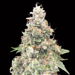 California Kush Fast fem. 00 Seeds