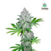 Californian Snow Auto fem. FastBuds Seeds