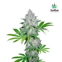 Californian Snow Auto fem. FastBuds Seeds