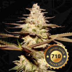 Califunk fem. 710 Limited Pack T.H. Seeds