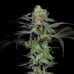 Calypso Fruit fem. One Shot Edition Grateful Seeds