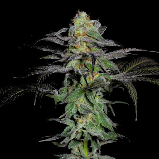 Calypso Fruit fem. One Shot Edition Grateful Seeds