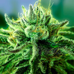 Canadian Kush 2.0 fem. Medical Seeds