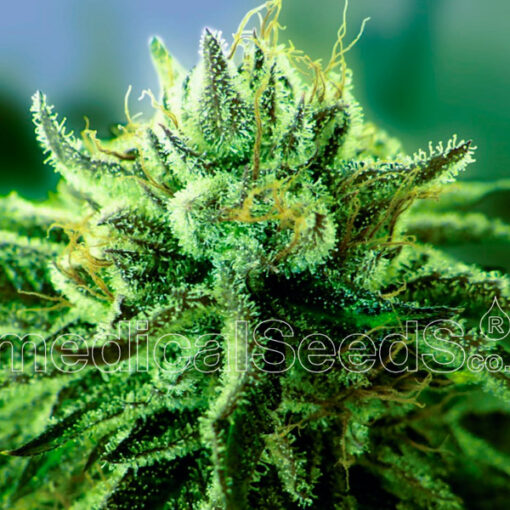 Canadian Kush 2.0 fem. Medical Seeds