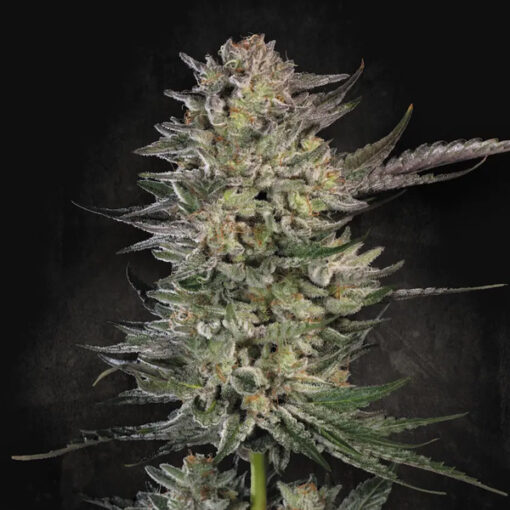 Candy Breath  3 u. fem. Paradise Seeds