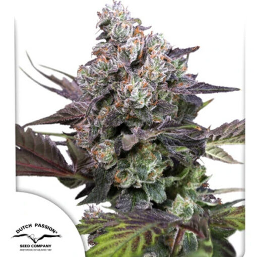 Candy Bubatz XL 10 u. fem. Dutch Passion