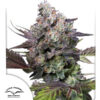 Candy Bubatz XL  3 u. fem. Dutch Passion