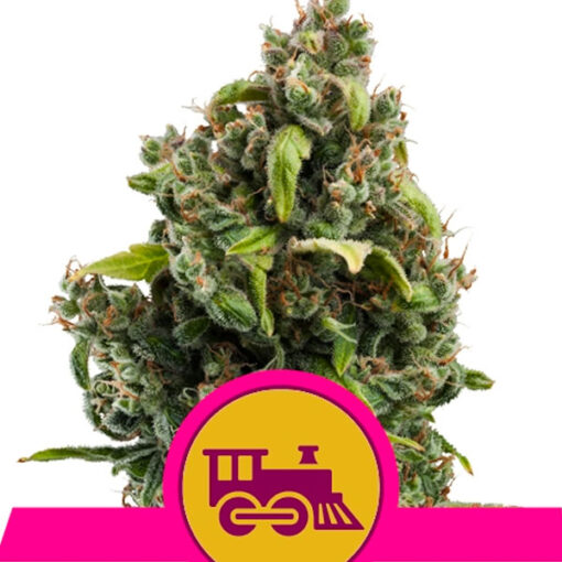 Candy Kush Express-Fast fem. Royal Queen
