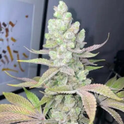 Candy Lime 4 u. fem ZmoothieZ