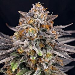 CandyGaz 1 u. fem. Ripper Seeds