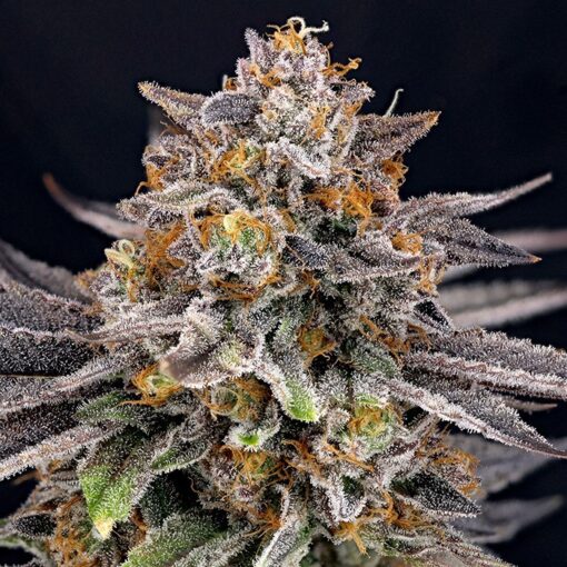 CandyGaz 5 u. fem. Ripper Seeds