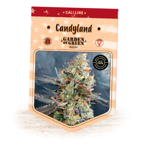 Candyland fem. Garden of Green Seeds