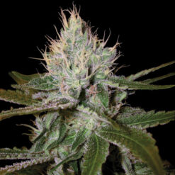 Cannalope Haze fem. DNA Genetics