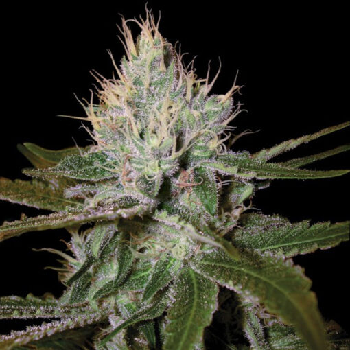 Cannalope Haze fem. DNA Genetics