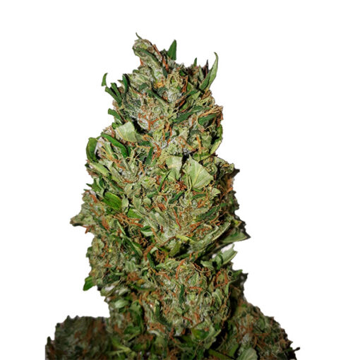 Cannatonic CBD+ CBD Buds