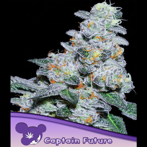 Captain Future fem. Anesia