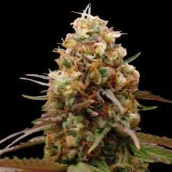 CaramErMa 5 u. Reg Advanced Seeds Limited Edition