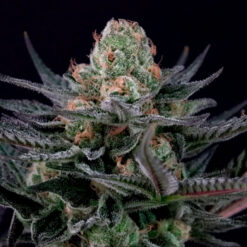 Caramba fem. Paradise Seeds