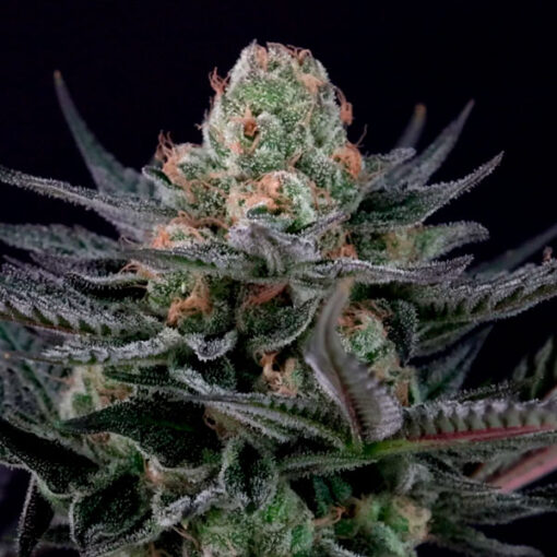 Caramba fem. Paradise Seeds