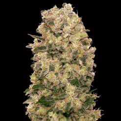 Caramel Kush fem. 00 Seeds