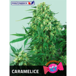 Caramelice fem. Positronics Seeds