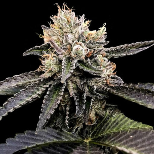 Cataract Cake fem. DNA Genetics