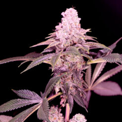 Cereal Milk   4 u. fem Sacred Terps