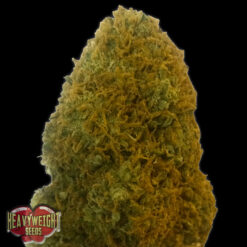 Champions Cheese fem. Heavyweight Seeds