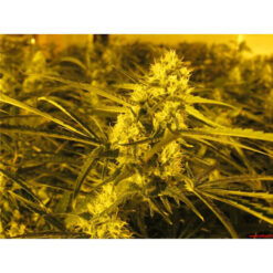 Channel + fem. Medical Seeds