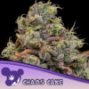 Chaos Cake 10 u. fem Anesia
