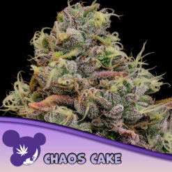 Chaos Cake  5 u. fem Anesia