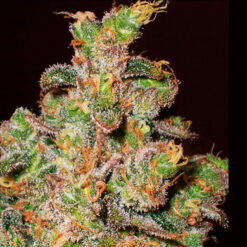 Cheese. Expert Seeds