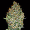 Cheese Berry fem. 00 Seeds