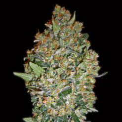 Cheese Berry fem. 00 Seeds