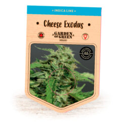 Cheese Exodus fem. Garden of Green Seeds