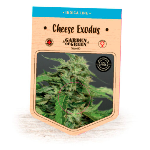 Cheese Exodus fem. Garden of Green Seeds