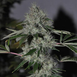 Chem 4 OG 10 u. Reg. The Cali Connection