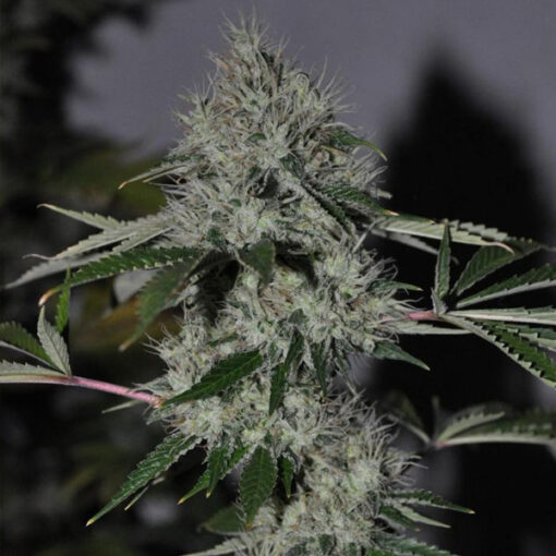 Chem 4 OG 10 u. Reg. The Cali Connection
