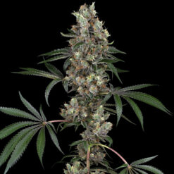 Chemberries   3 u. fem. White Label