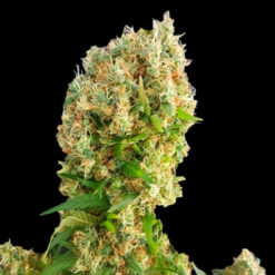 Chemdog Gorilla. Expert Seeds