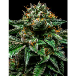 Chempie fem. Ripper Seeds