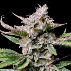 Cherry Cola Auto fem. FastBuds Seeds