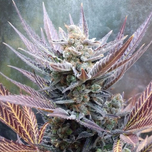 Cherry Cookies 3 u. fem Pure Instinto