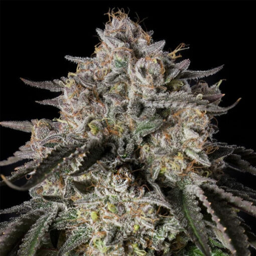 Cherry Essence   3 ud Silent Seeds