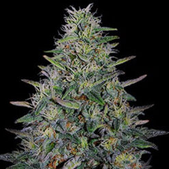 Cherry Pavlova 5u. G13 Labs