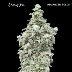 Cherry Pie fem. Advanced Seeds